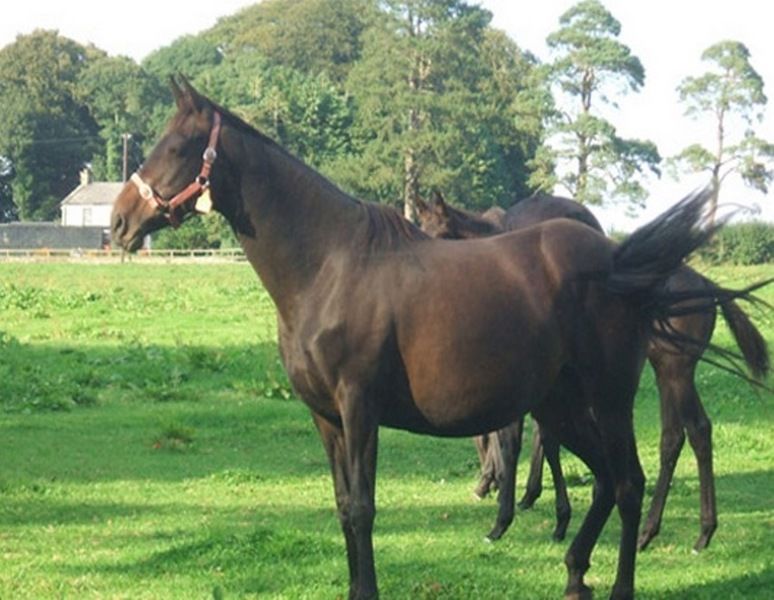 Cloncarlin House Panzió Monasterevin Kültér fotó