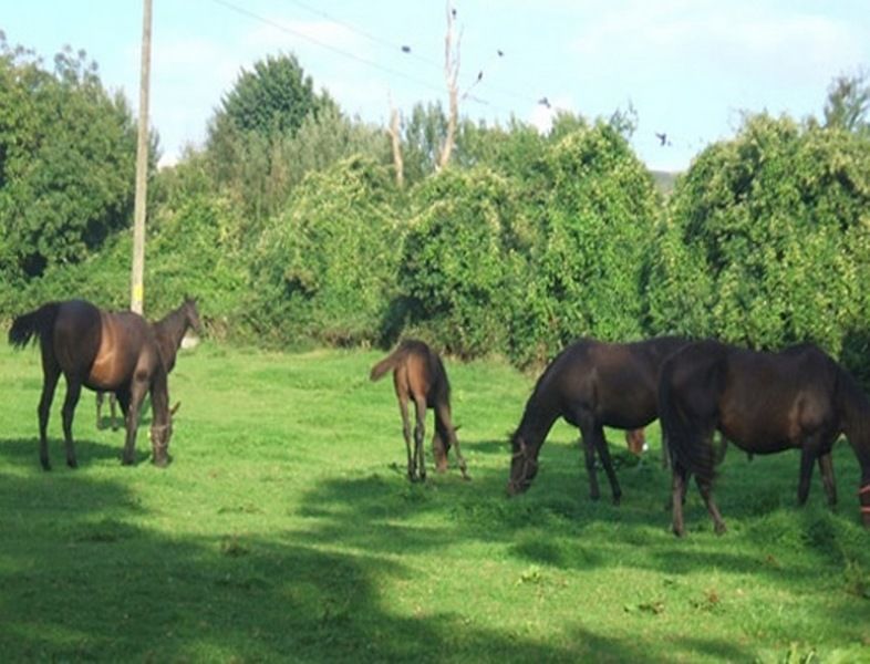 Cloncarlin House Panzió Monasterevin Kültér fotó